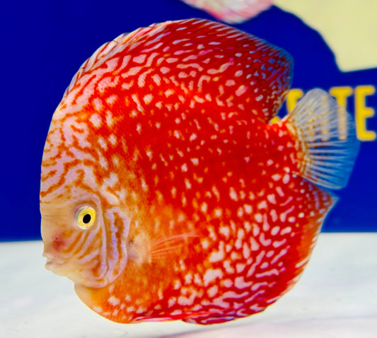 White Pigeon Checkerboard Jumbo Premium Discus 6.5-7.5"