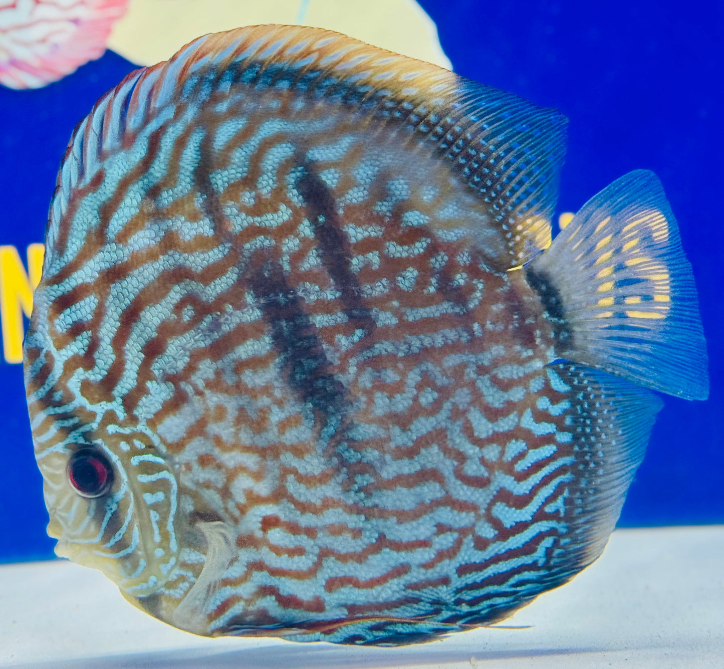 Blue Moon Heckle Cross Jumbo Premium 6.5-7.5"