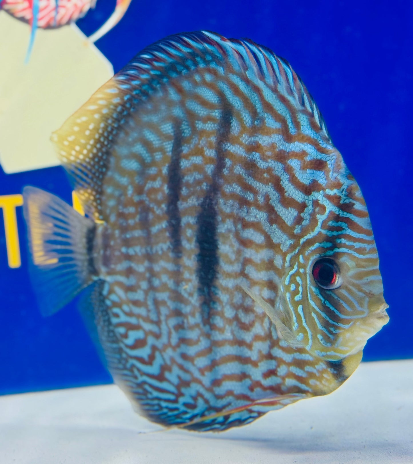 Blue Moon Heckle Cross Jumbo Premium 6.5-7.5"