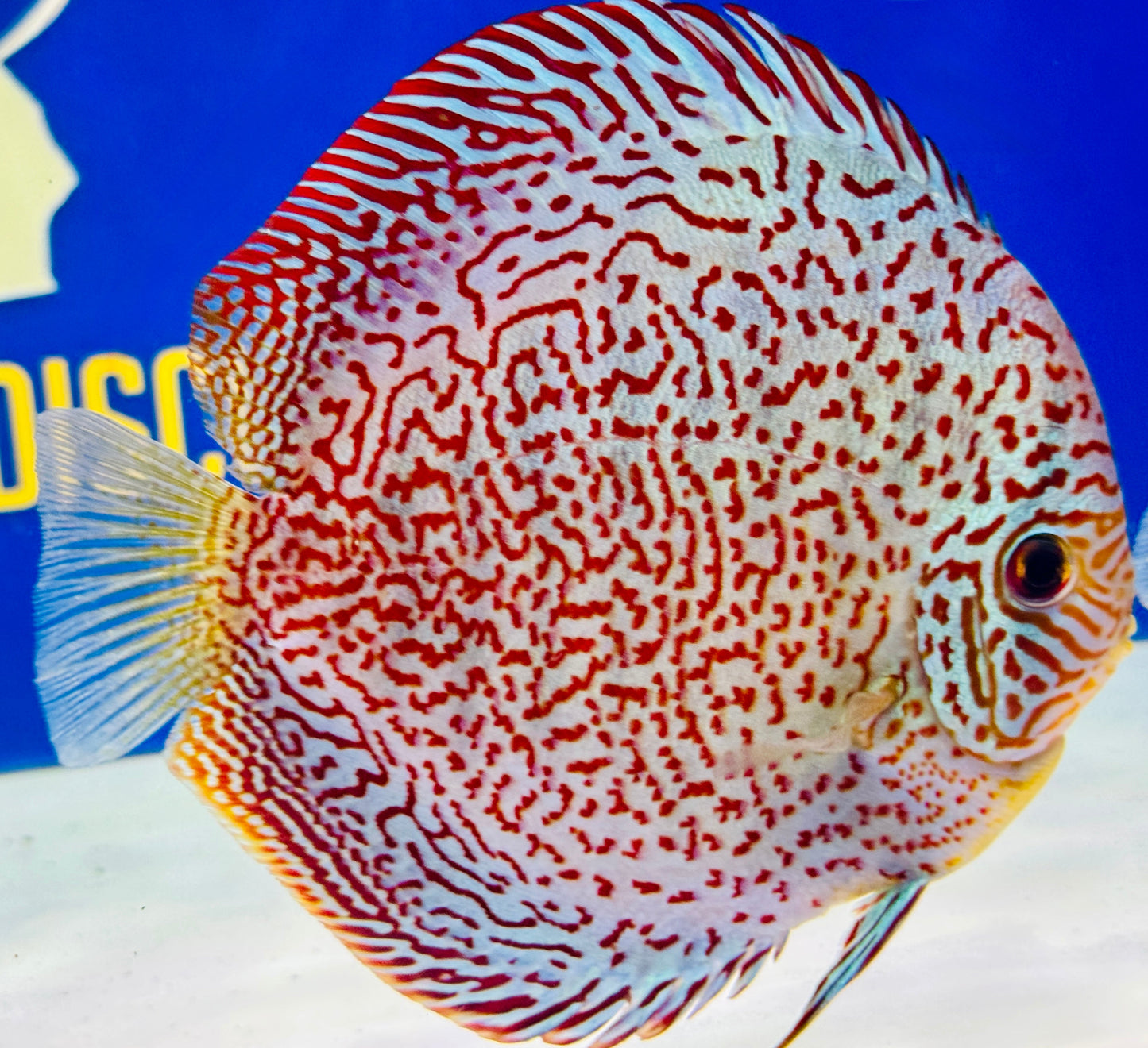 Viper King Premium Discus 6-6.5"