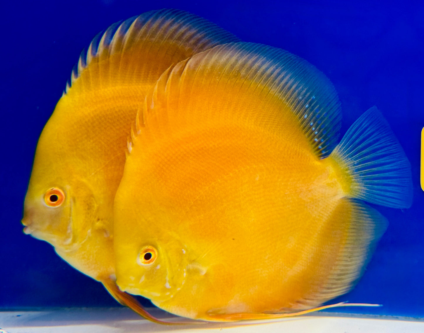 Albino Pearl Diamond Discus 5-5.5"