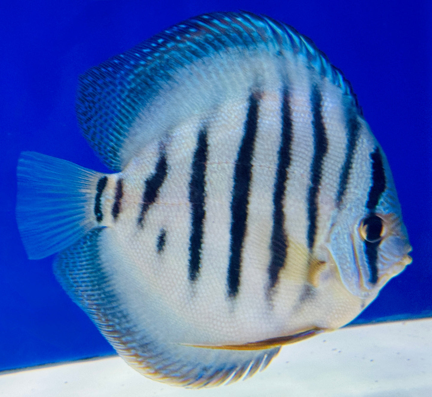 Wild Cross Blue KL Premium Discus 6-6.5"