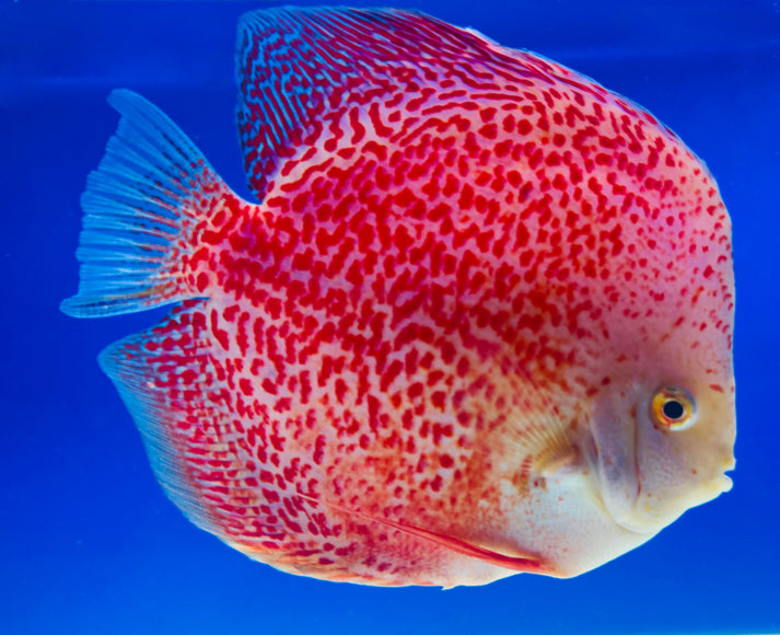 Snow Leopard Jumbo Premium Discus 6.5-7