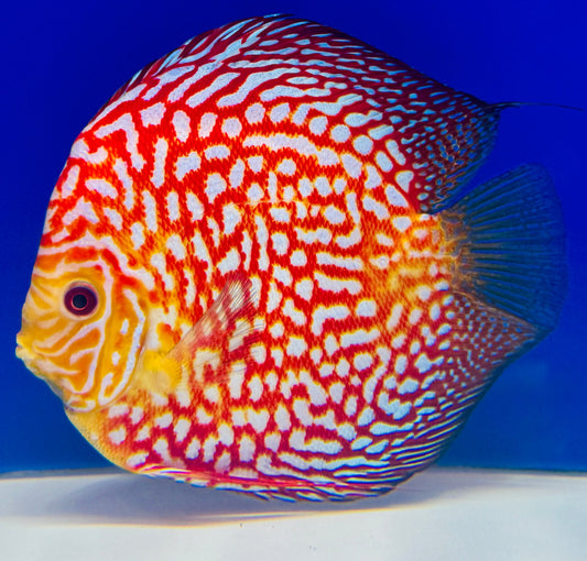 Pigeon Checkerboard Jumbo Premium Discus 6.5-7.5"
