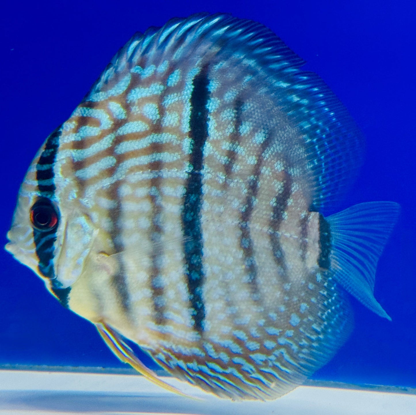 Blue Moon Heckle Cross Discus 4.5-5"