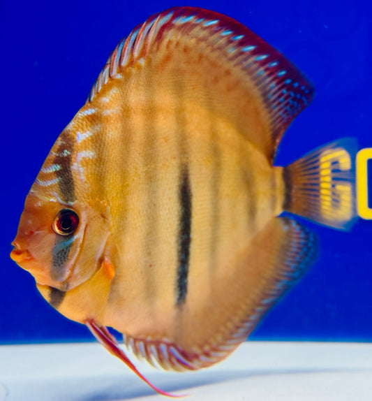 Ica Red Discus Premium 6-6.5"