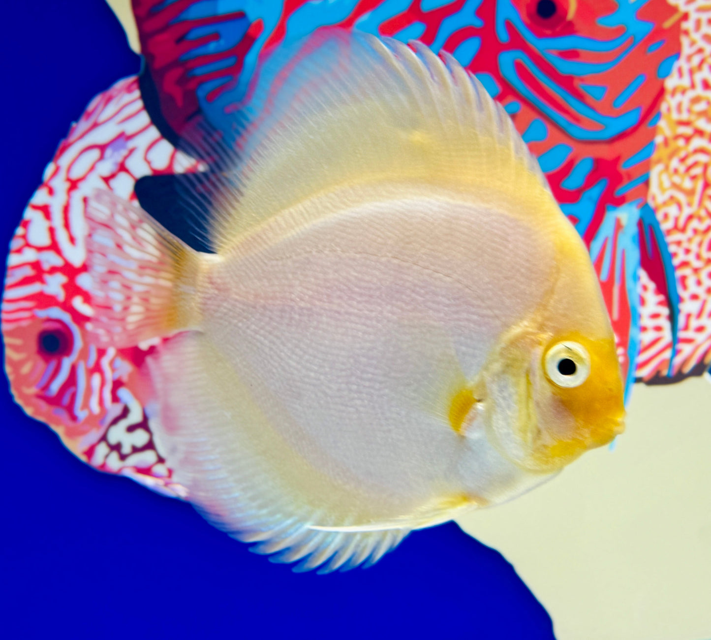 Snow White Discus 4-4.5"