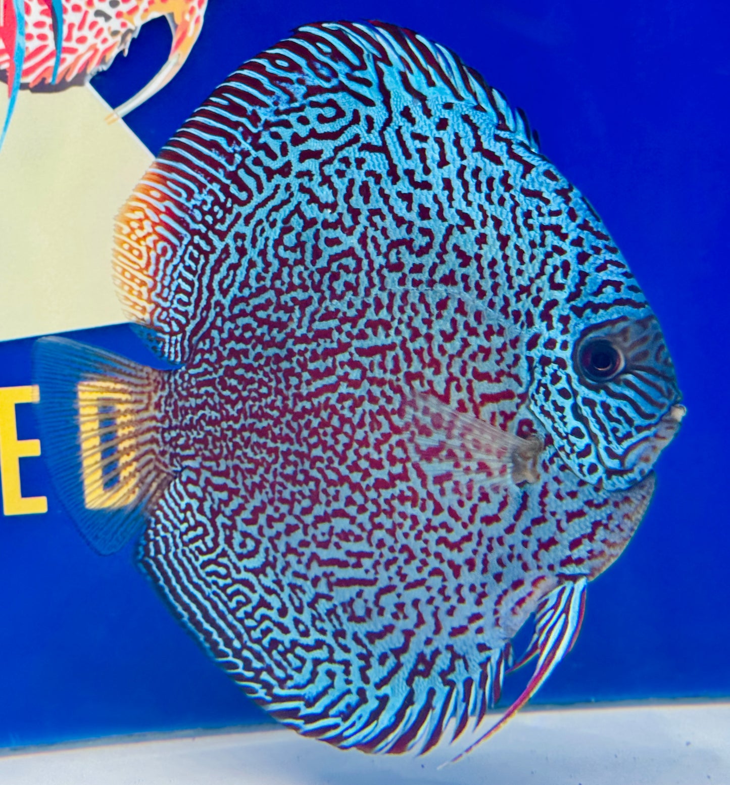 Premium Viper King Discus 6-6.5” (WYSIWYG) #2