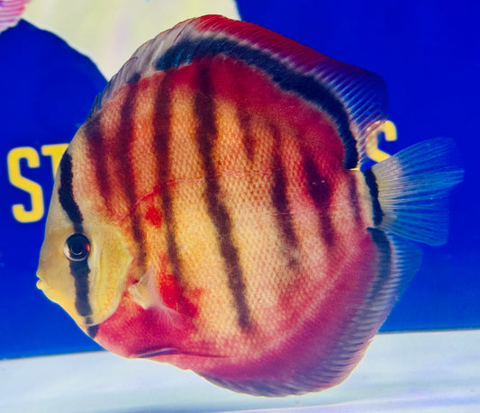Sun Merah KL Premium Discus 6-6.5"