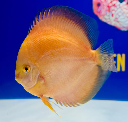 Golden Diamond Jumbo Premium Discus 6.5-7.5"