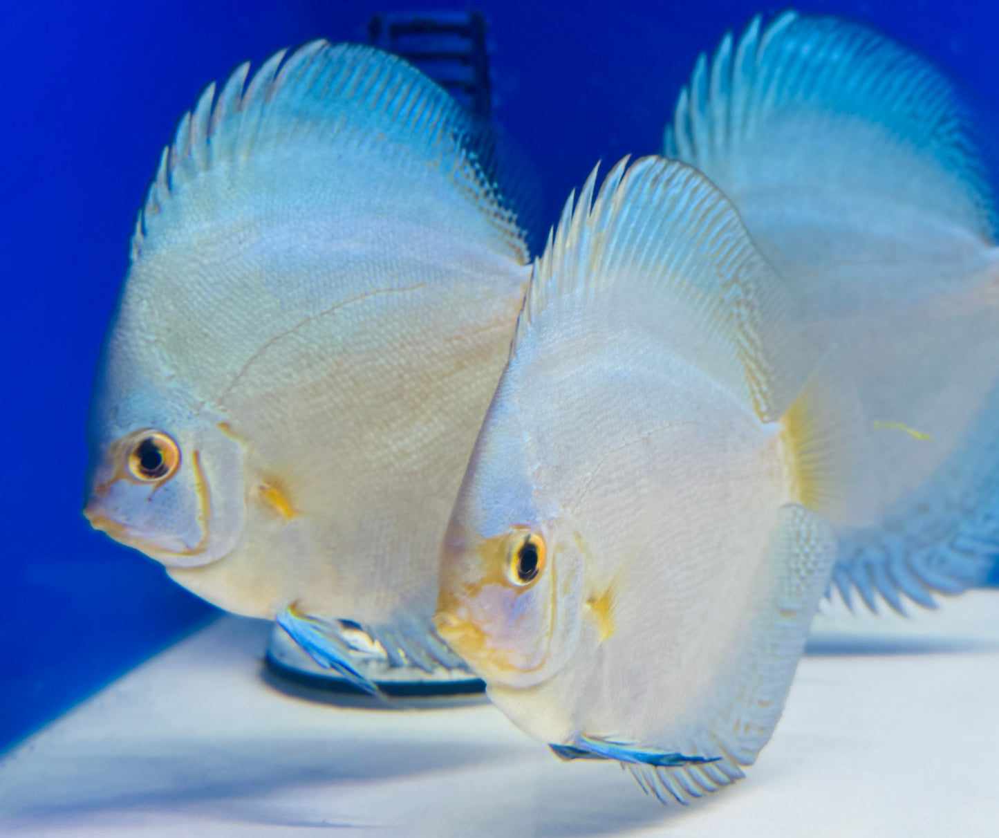 Reflection Deep Discus 4-4.5"