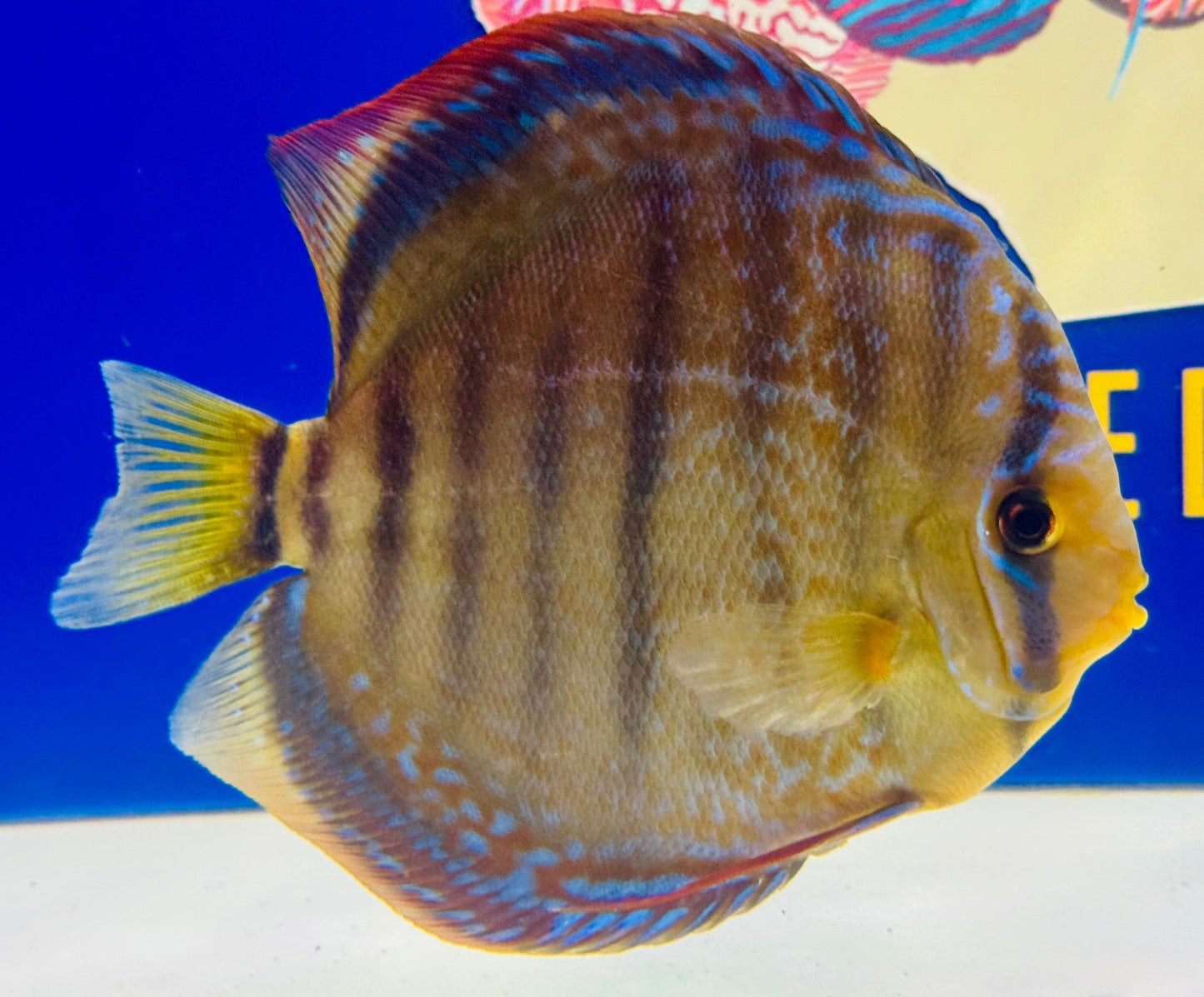 Wild Cross Yellow Paraconi Jumbo Premium Discus 6.5-7.5"