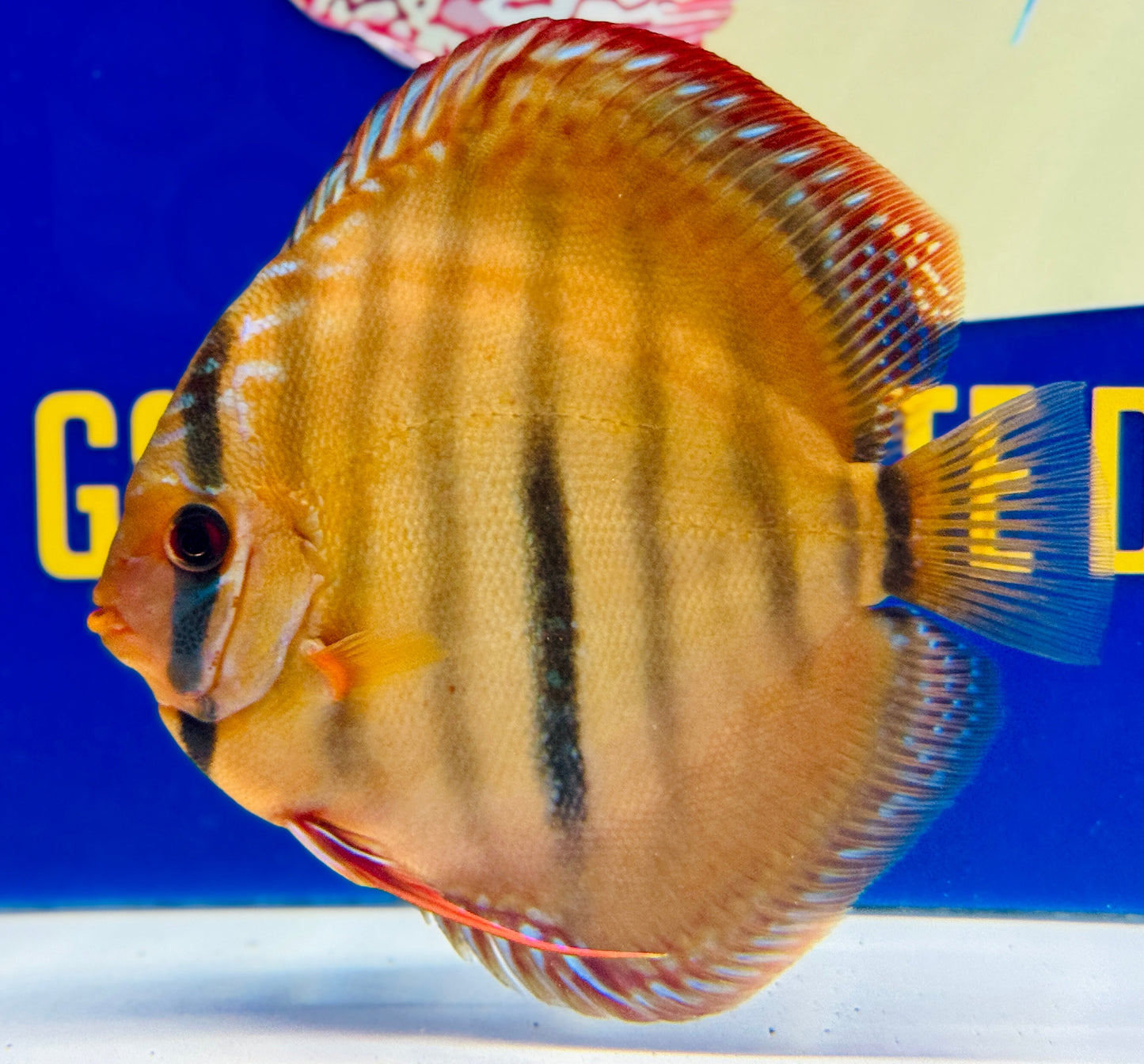 Ica Red Discus Premium 6-6.5"