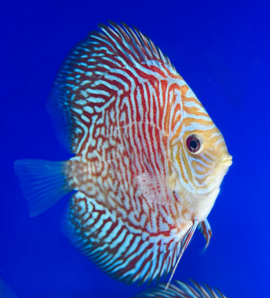 Indiana Tiger Discus 4-4.5"