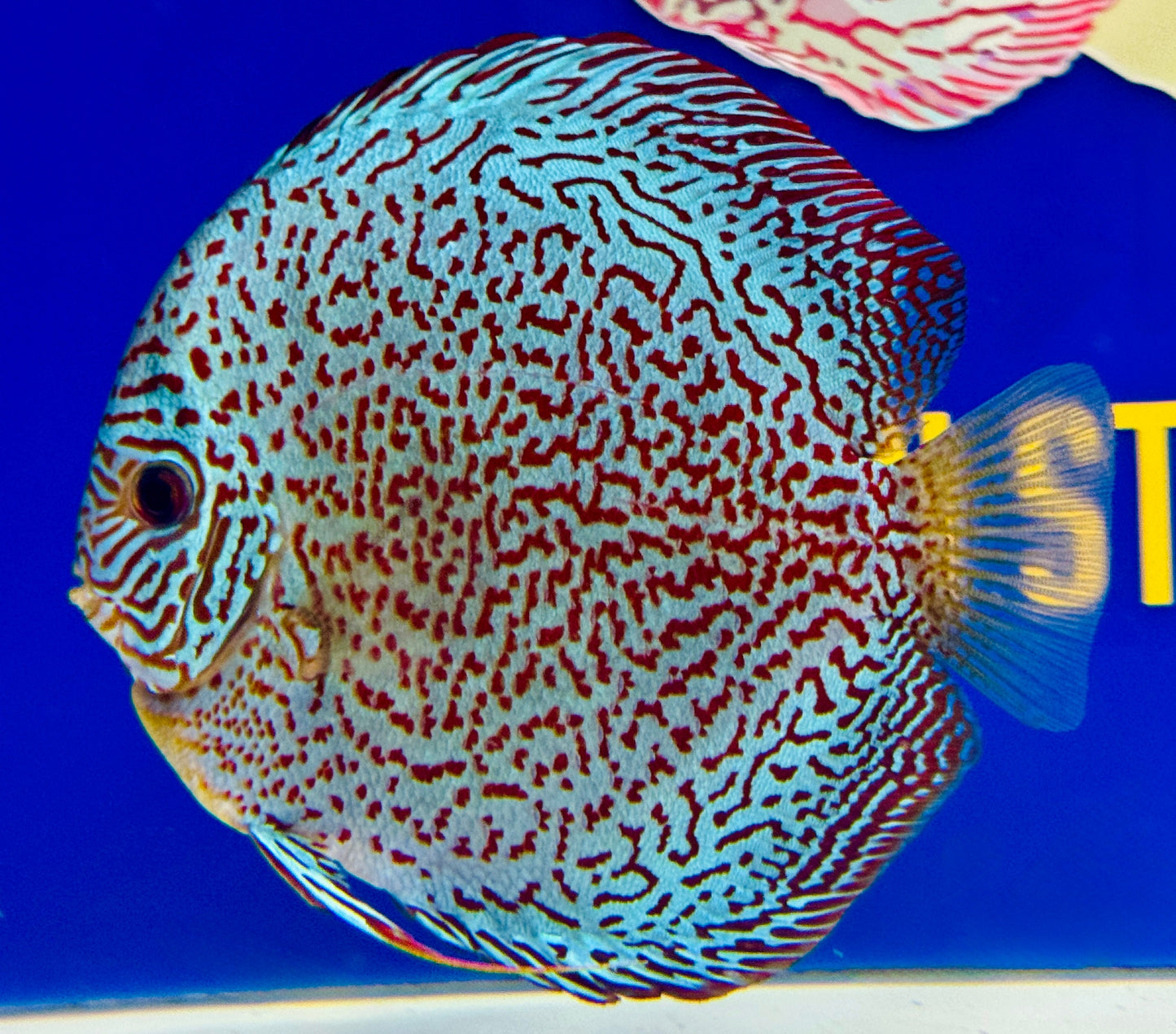 Viper King Premium Discus 6-6.5"