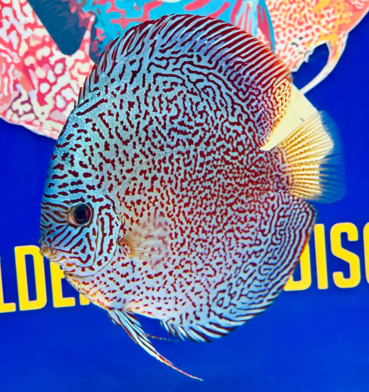 Viper King Premium Discus 6-6.5"
