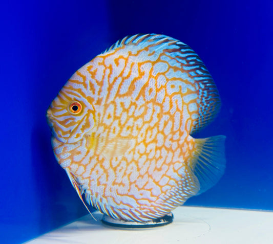 Yellow Majestic Pigeon Checkerboard Jumbo Premium Discus 6.5-7.5"