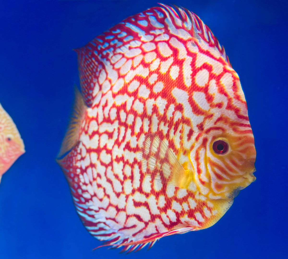 Pigeon Checkerboard Discus Extra Jumbo Premium 7-8"