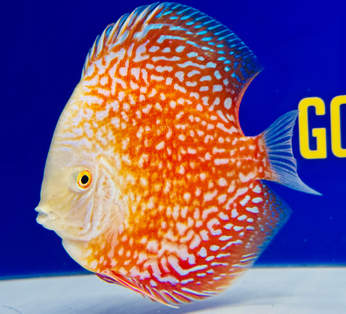 White Pigeon Checkerboard Discus 5-5.5"
