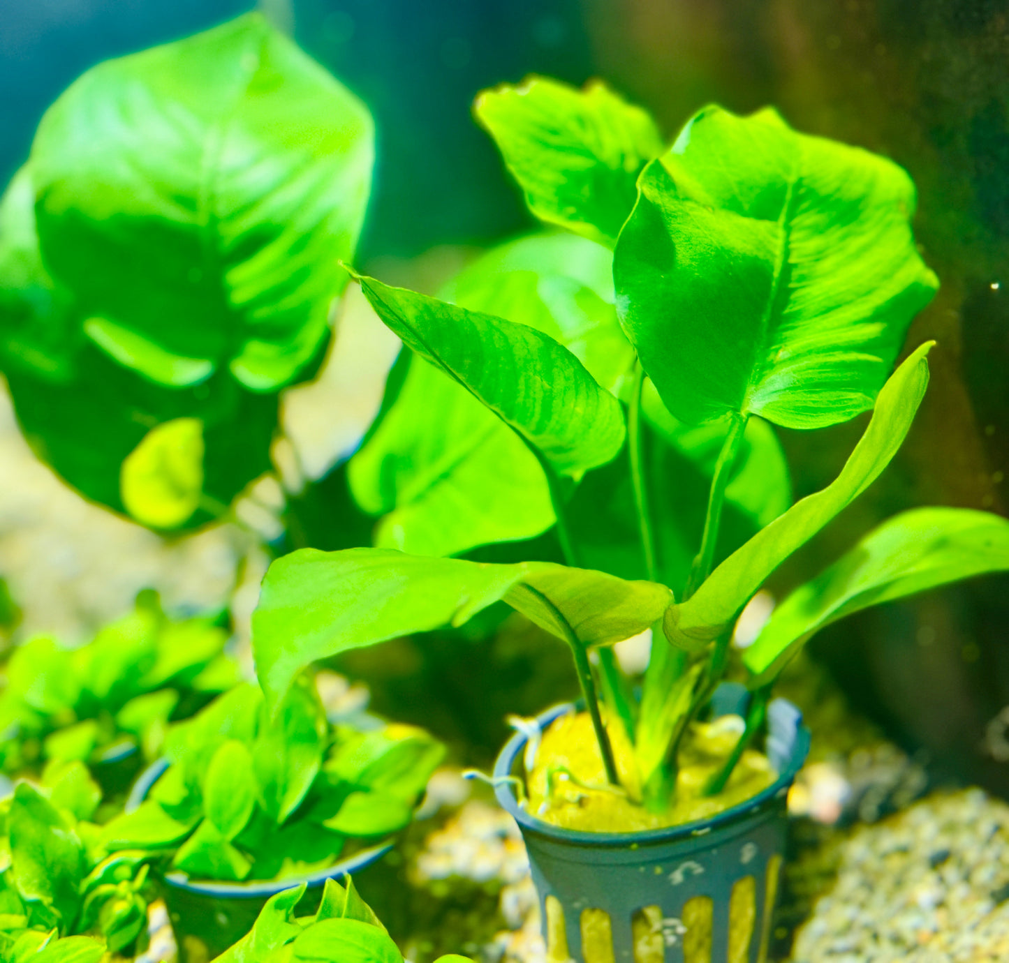 Anubias Barteri "Large Leaf" (Copy)