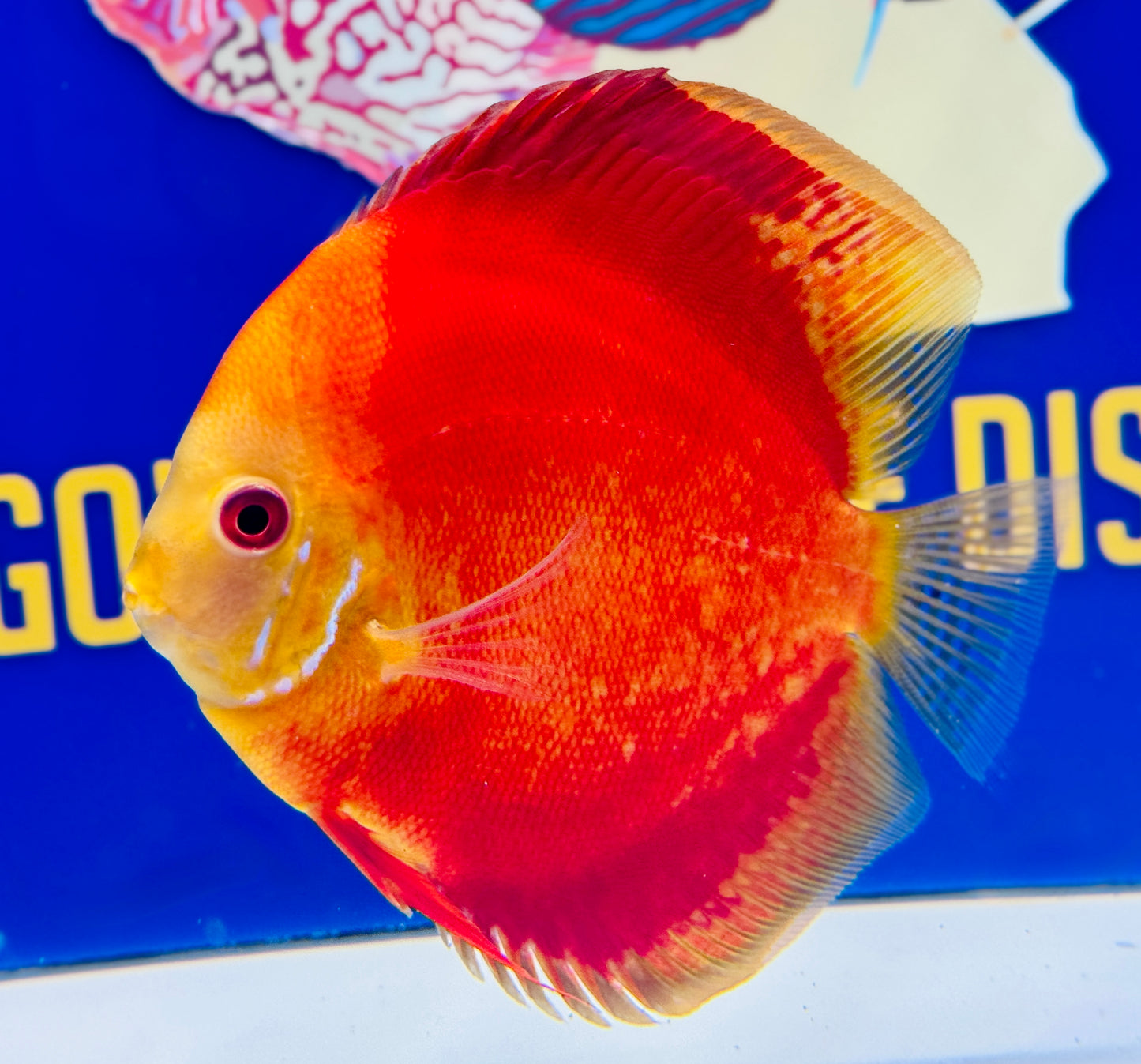 Melon Discus 5-5.5” (WYSIWYG)