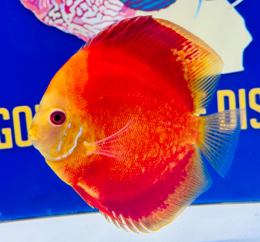 Melon Discus 5-5.5” (WYSIWYG)