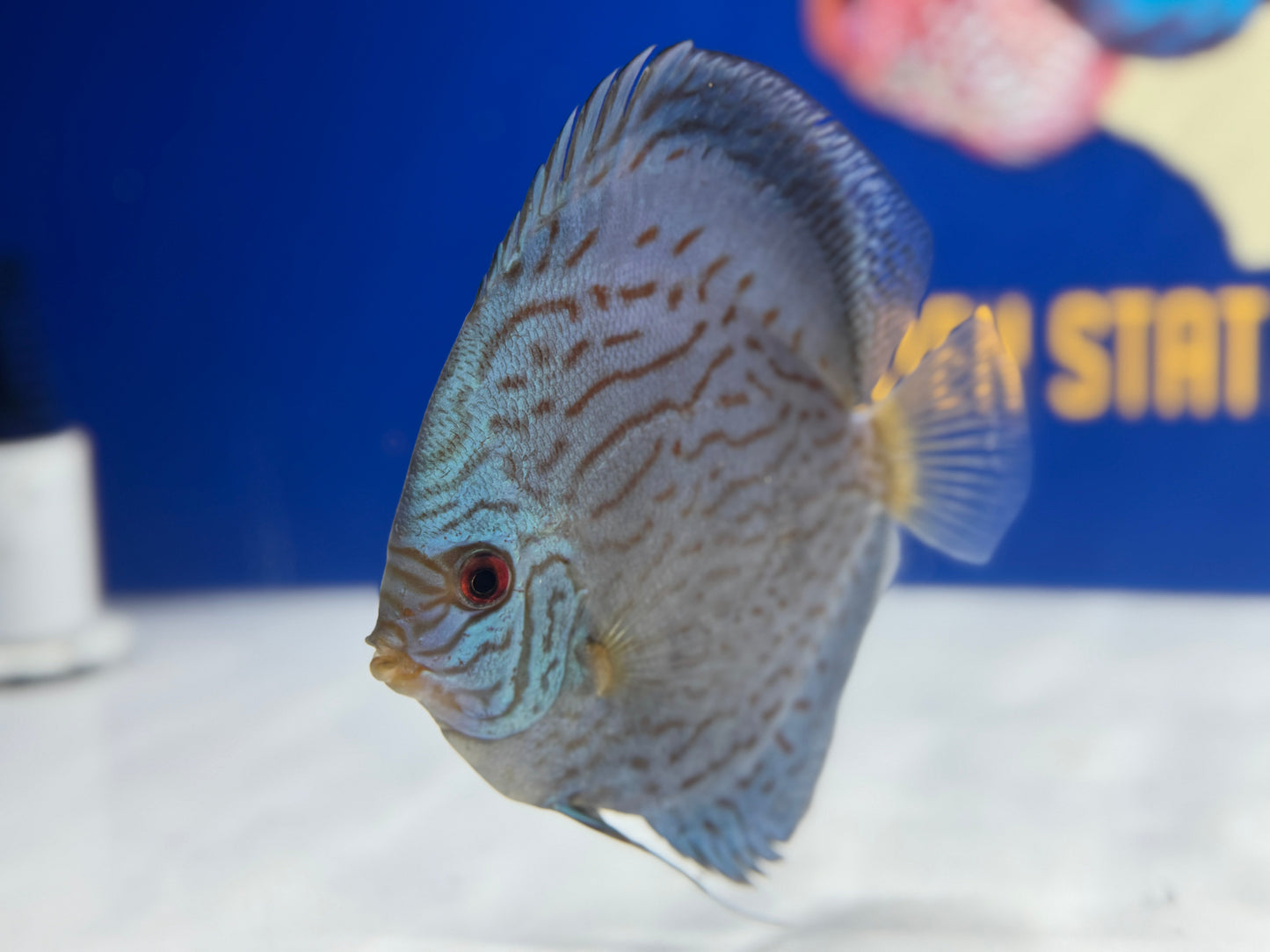 Giant Floral Discus 5-5.5"