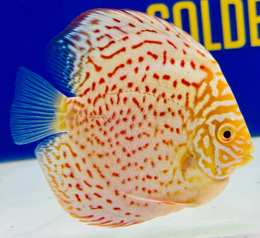 Albino Leopard Discus 4-4.5"