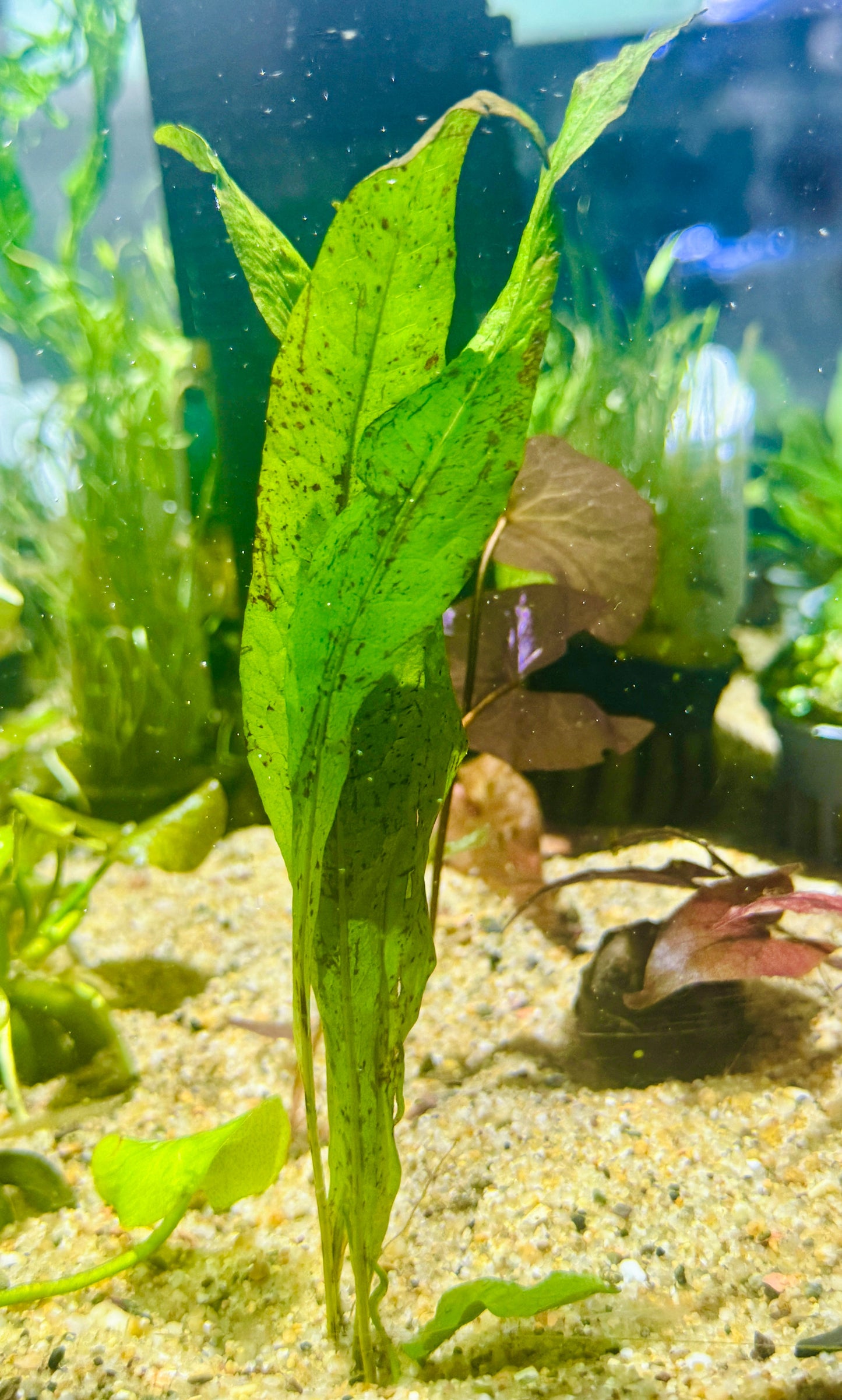 Spear Java Fern
