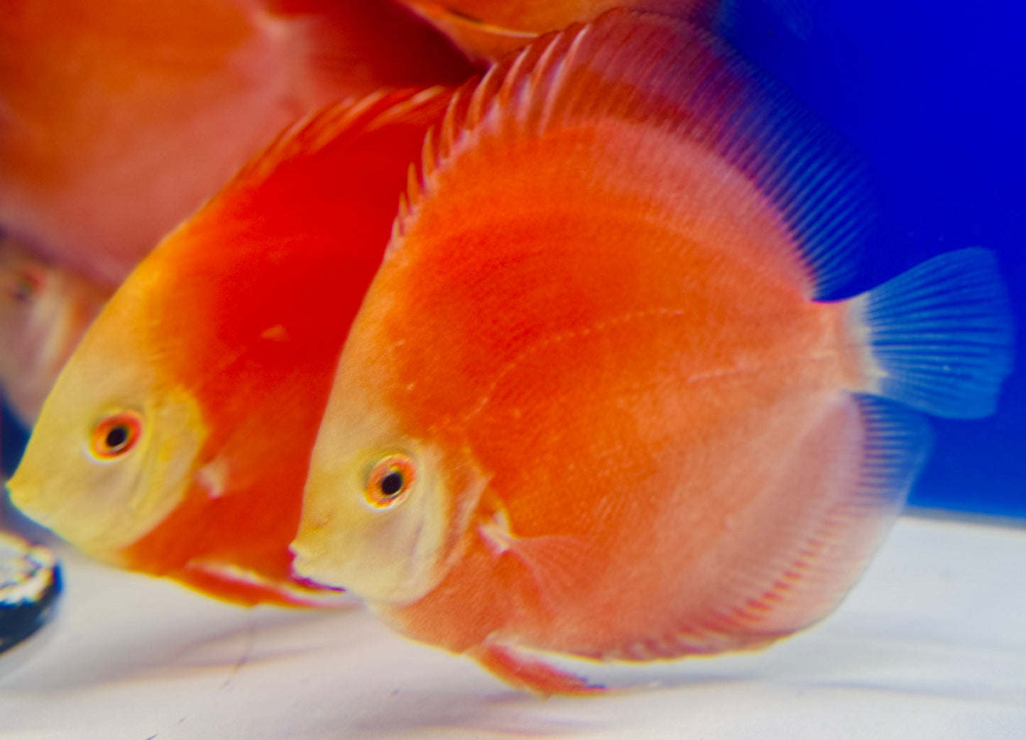 Red Golden Diamond Discus 4-4.5"