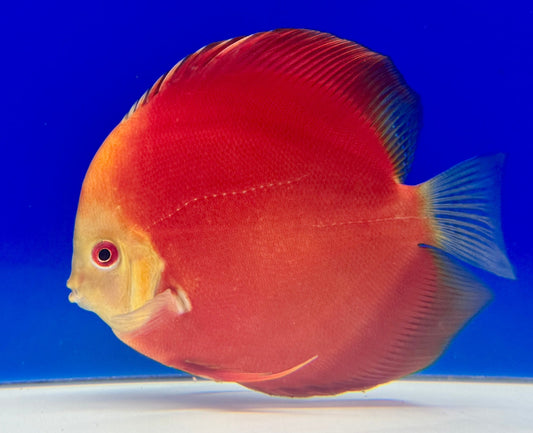 Melon Discus 4-4.5“