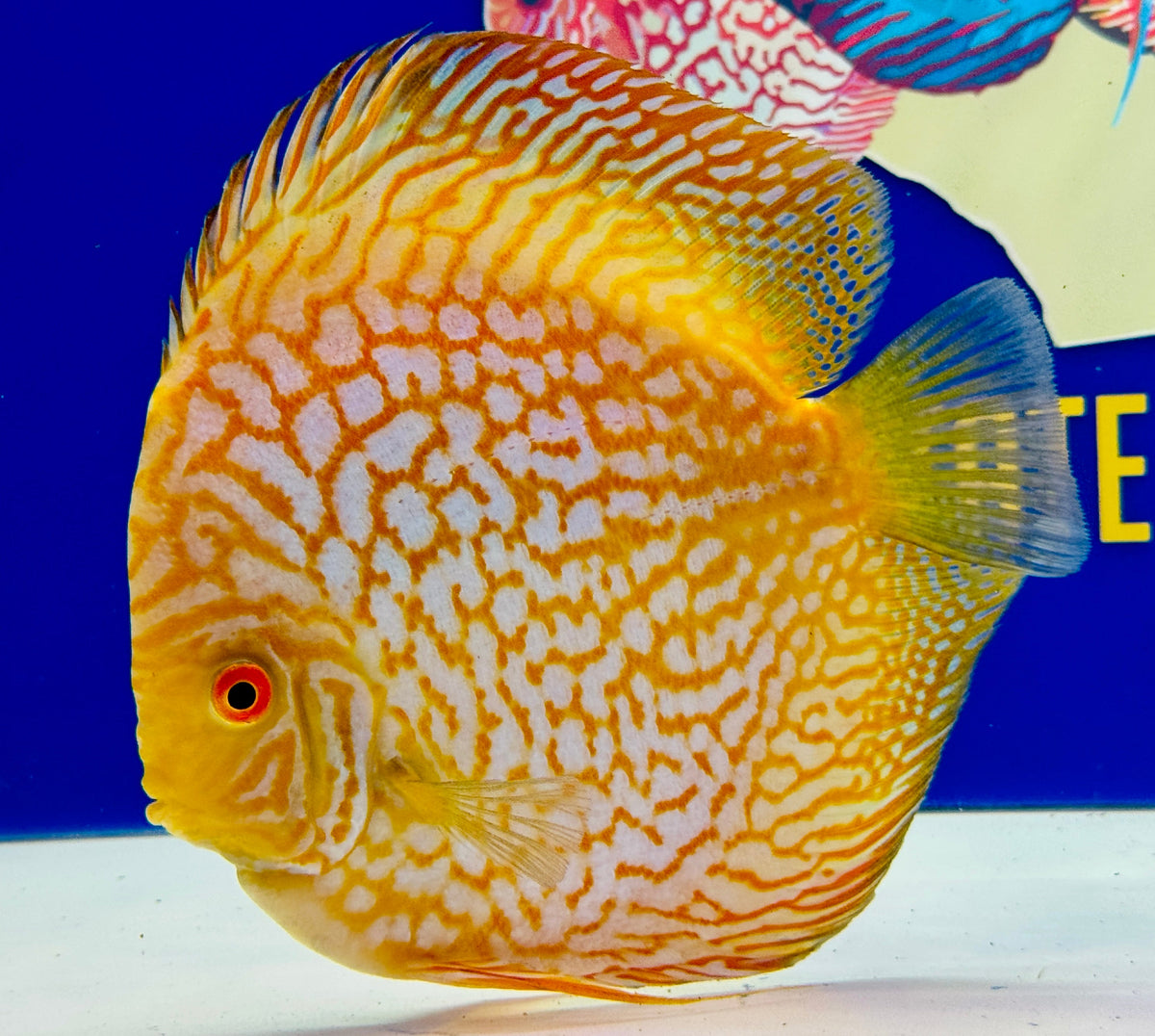 Yellow Pigeon Checkerboard Extra Jumbo Premium Discus 7-8"