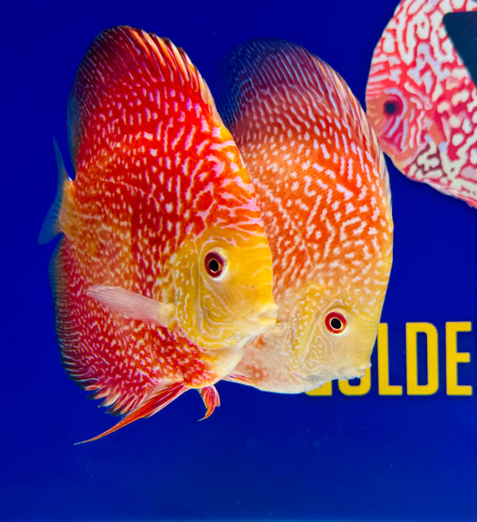 Pigeon Scarlet Snake Discus 5-5.5"