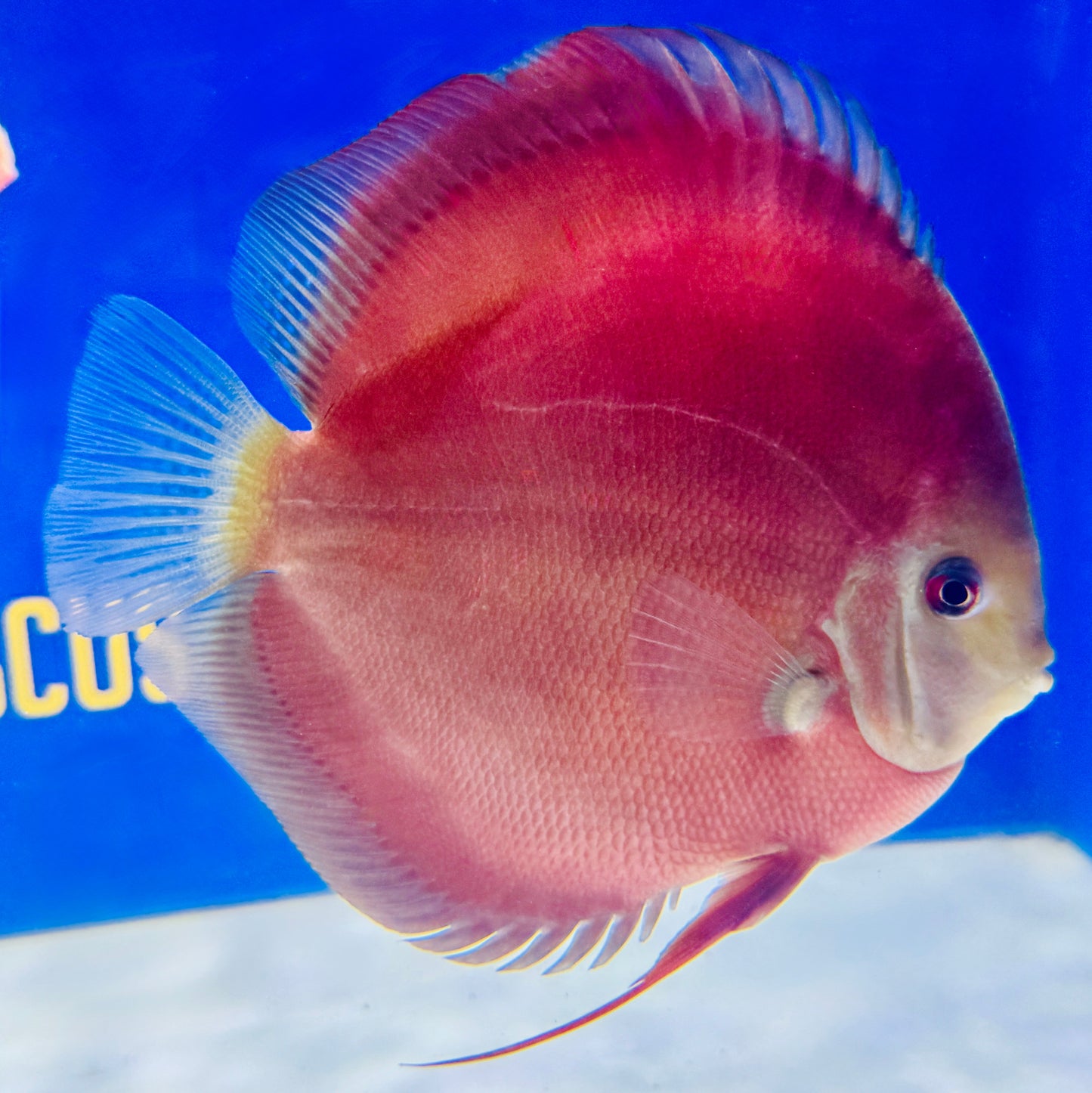 Red Cover Discus Jumbo Premium 6.5-7.5"
