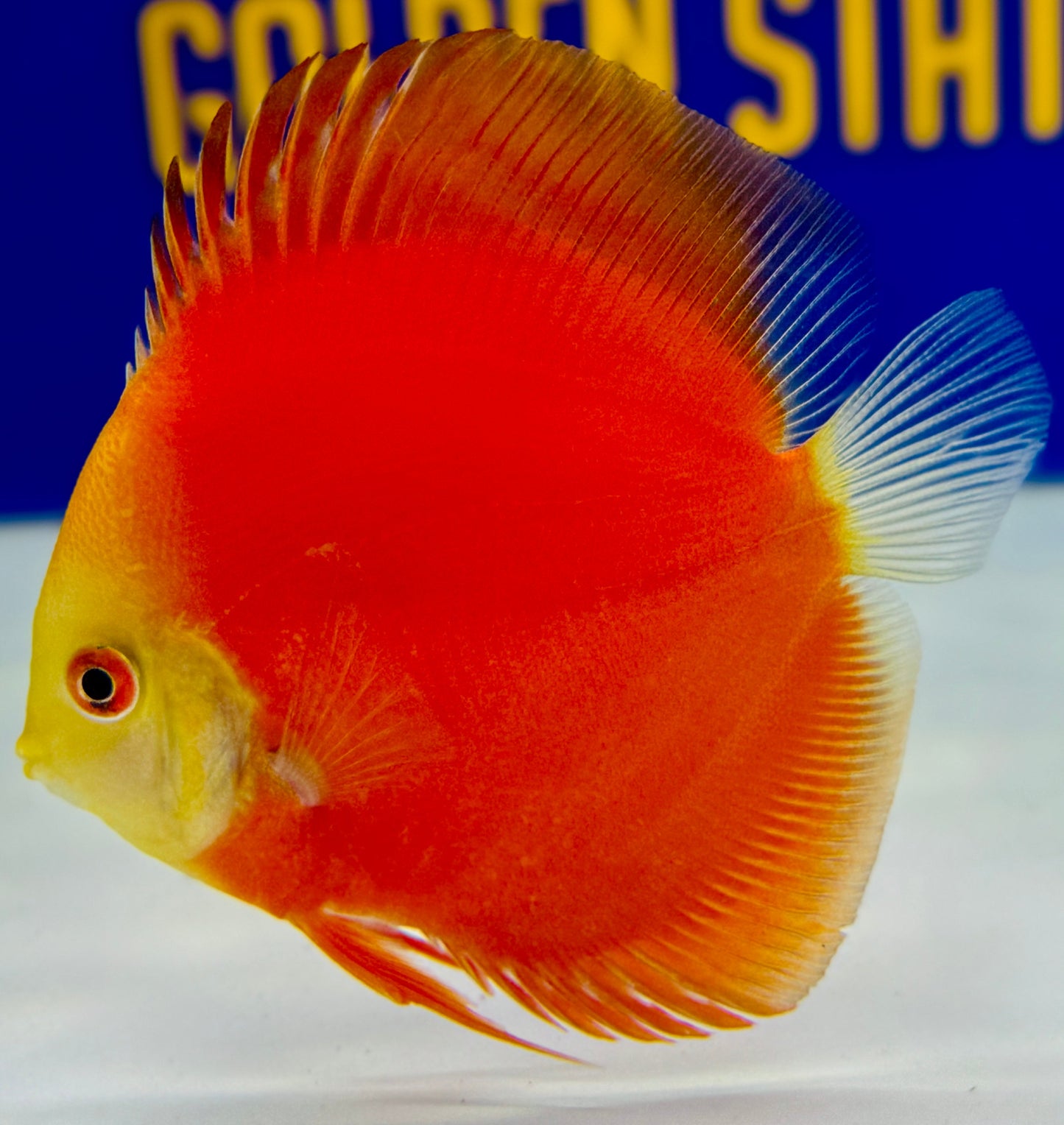 Red Golden Diamond Discus 4-4.5"