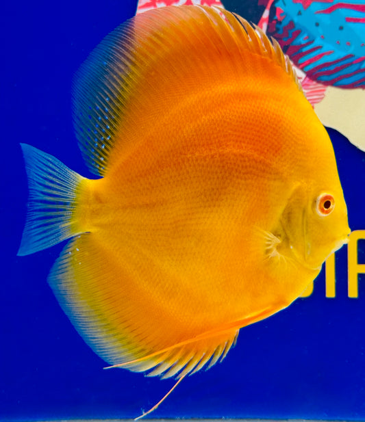 Albino Pearl Diamond Discus 5-5.5”(WYSIWYG) #2