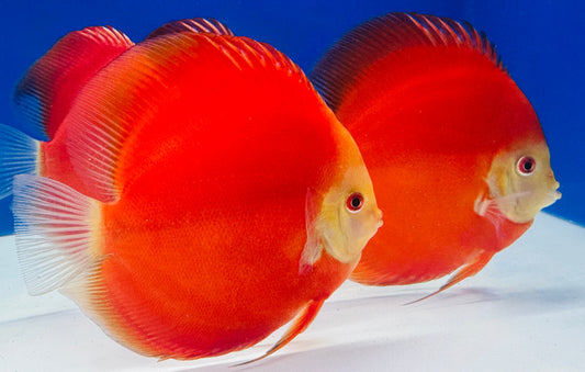 Red Golden Diamond Discus 5-5.5"