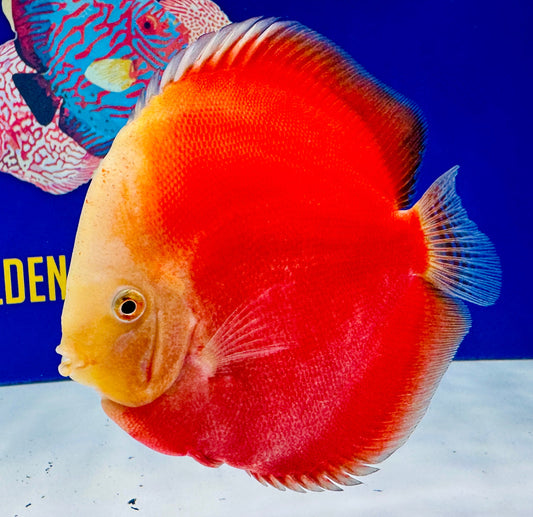 Red White Premium Discus 6-6.5"