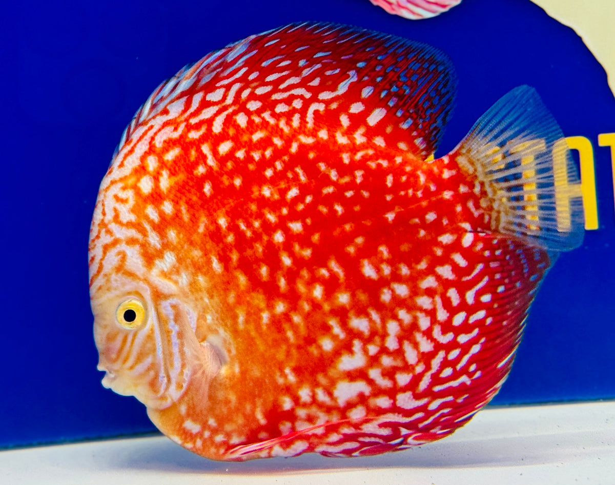 White Pigeon Checkerboard Jumbo Premium Discus 6.5-7.5"