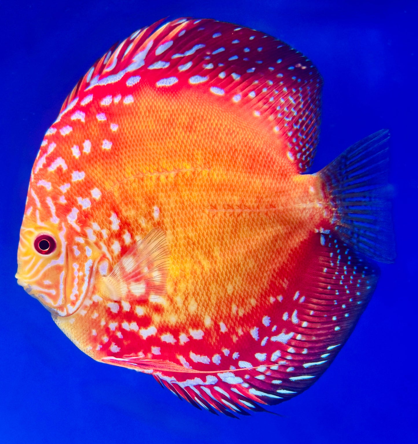 Mateor Pigeon Discus Jumbo Premium 6.5-7.5"