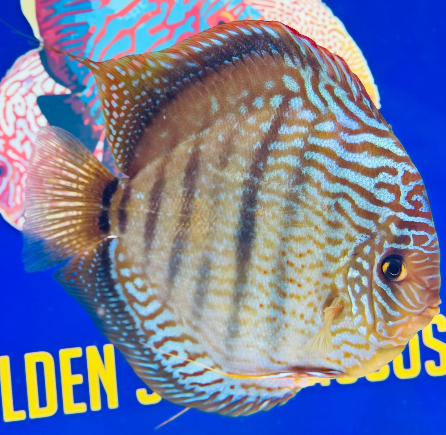 Royal Blue Heckel Cross KL Extra Jumbo Premium Discus 7-8"