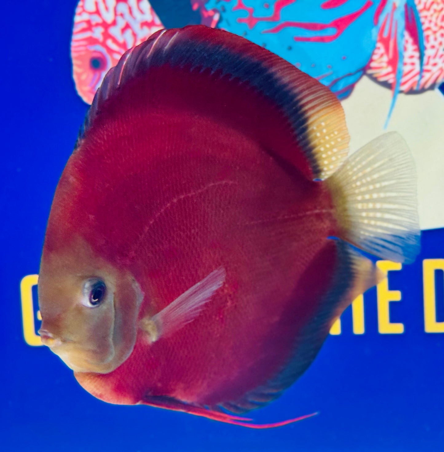 Red Cover Jumbo Premium Discus 6.5-7.5” (WYSIWYG)