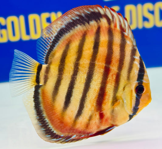 Red Catana KL Discus 4.5-5"