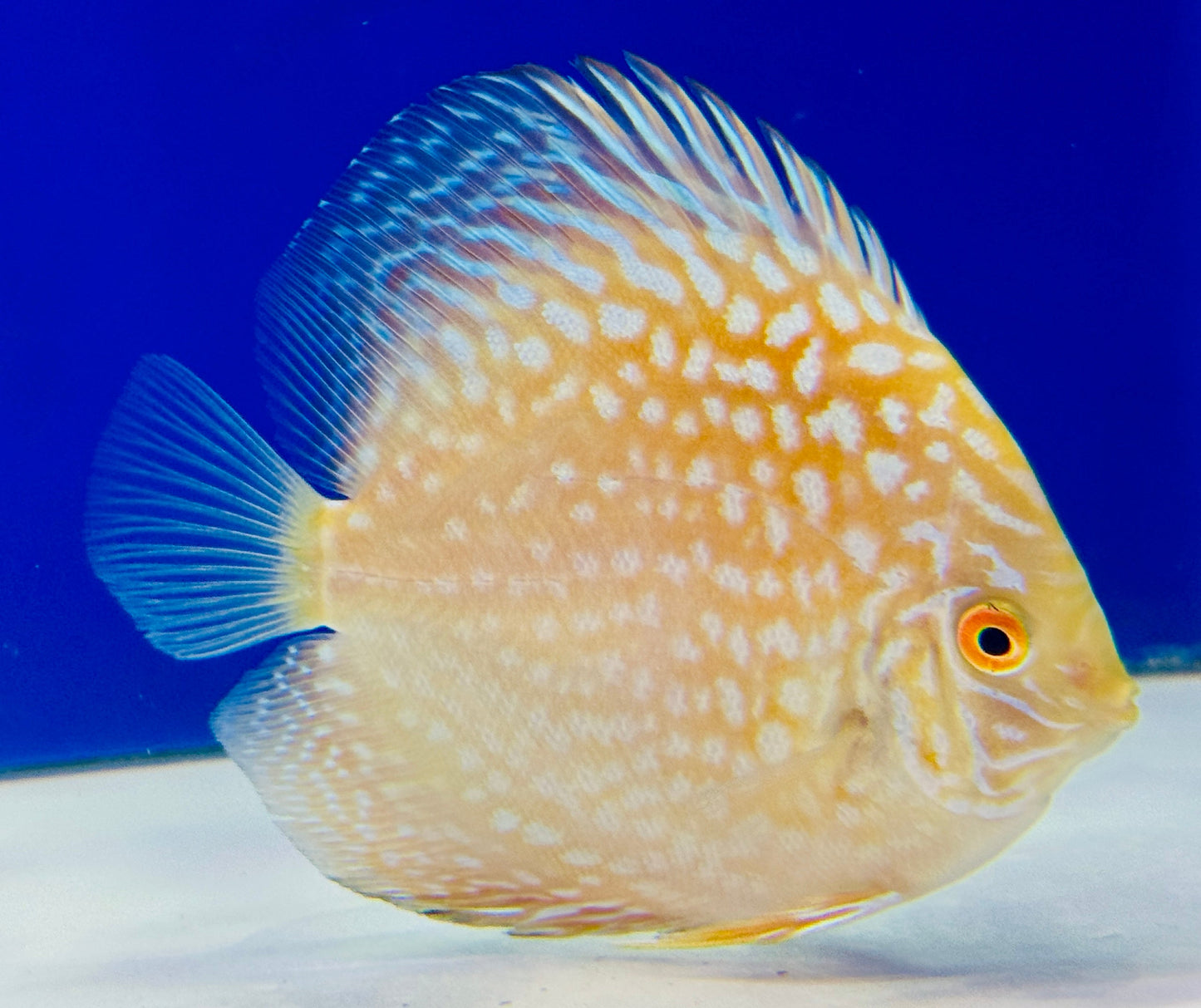 Yellow Pigeon Checkerboard Discus 4-4.5"