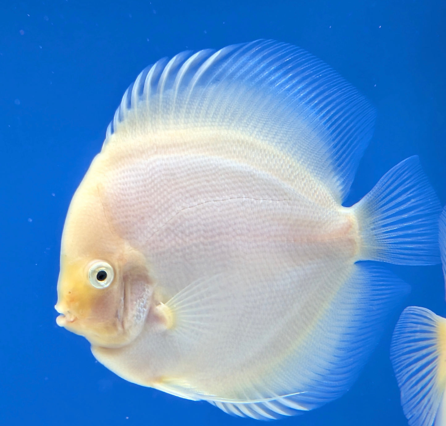 Snow White Discus 5-5.5"