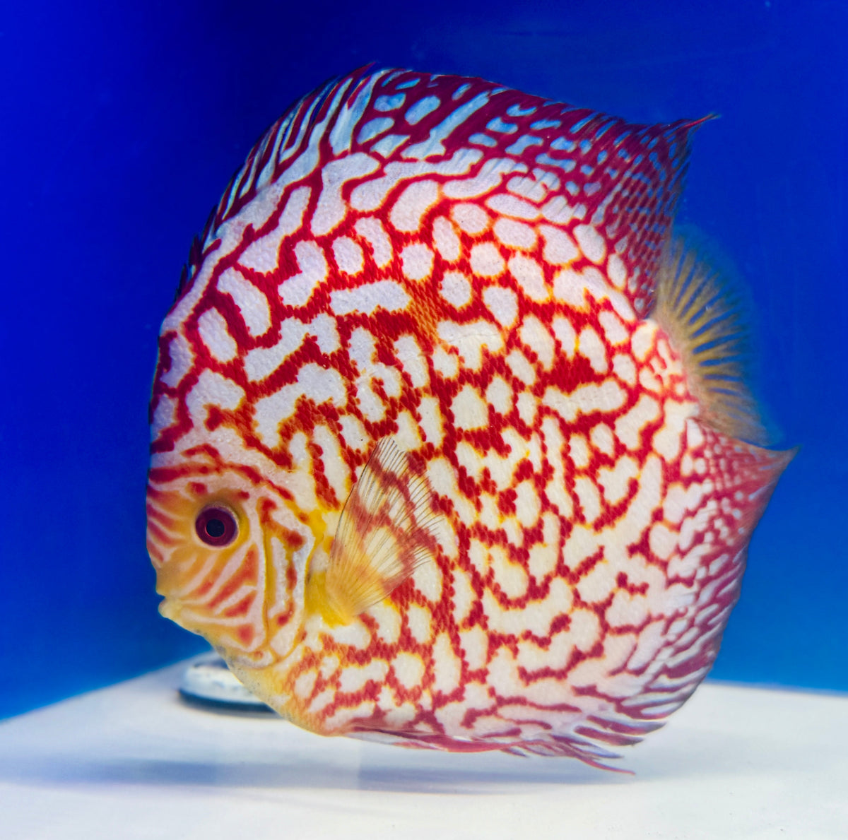 Pigeon Checkerboard Discus Extra Jumbo Premium 7-8"