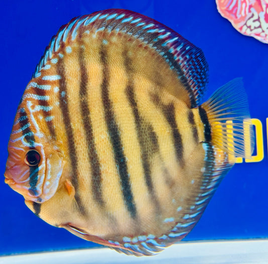 Ica Red Jumbo Premium KL Discus 6.5-7.5"