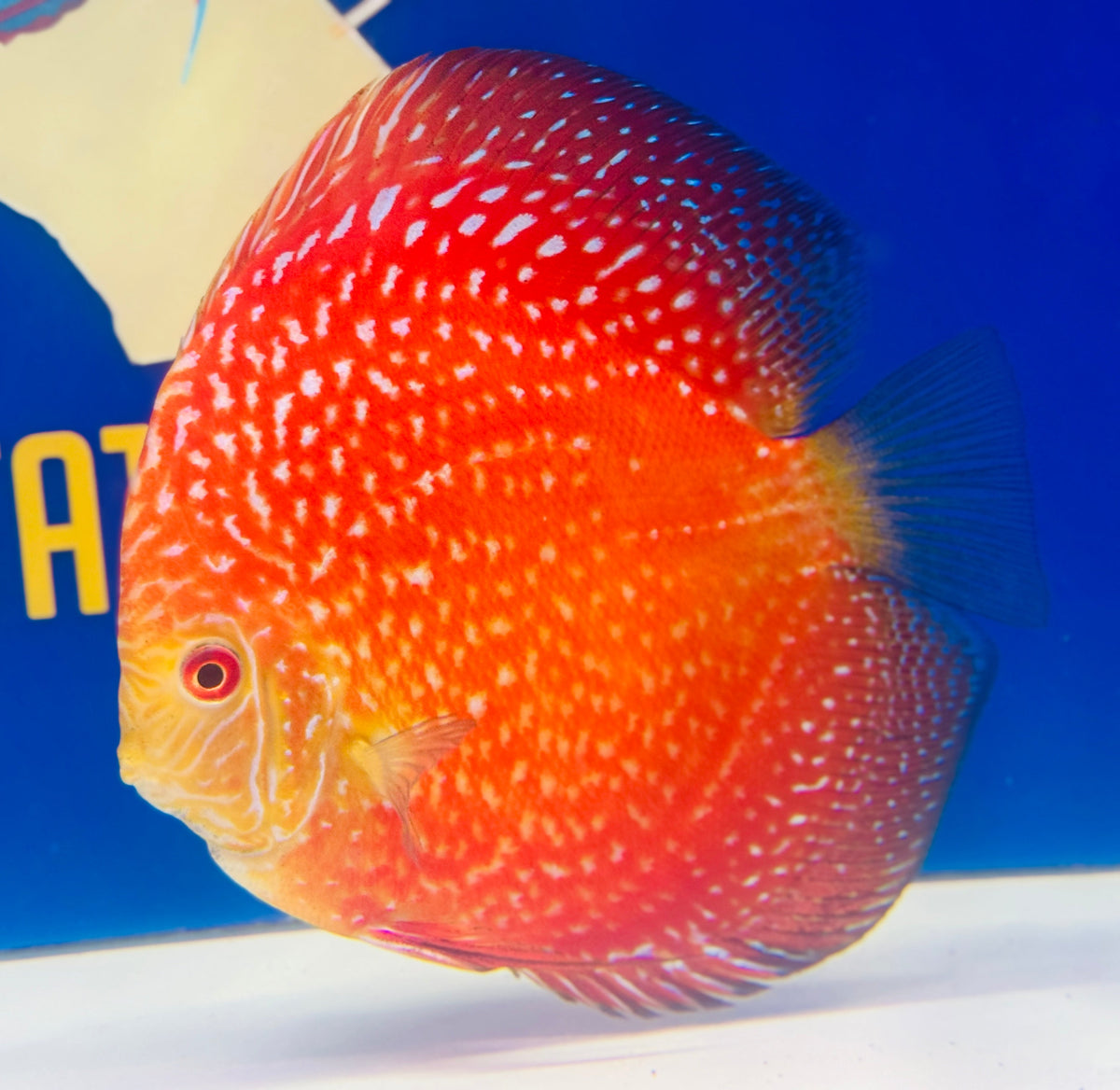 Pigeon Scarlet Snake Premium Discus 6-6.5"