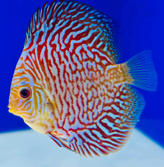 Indiana Tiger Discus 4.5-5"