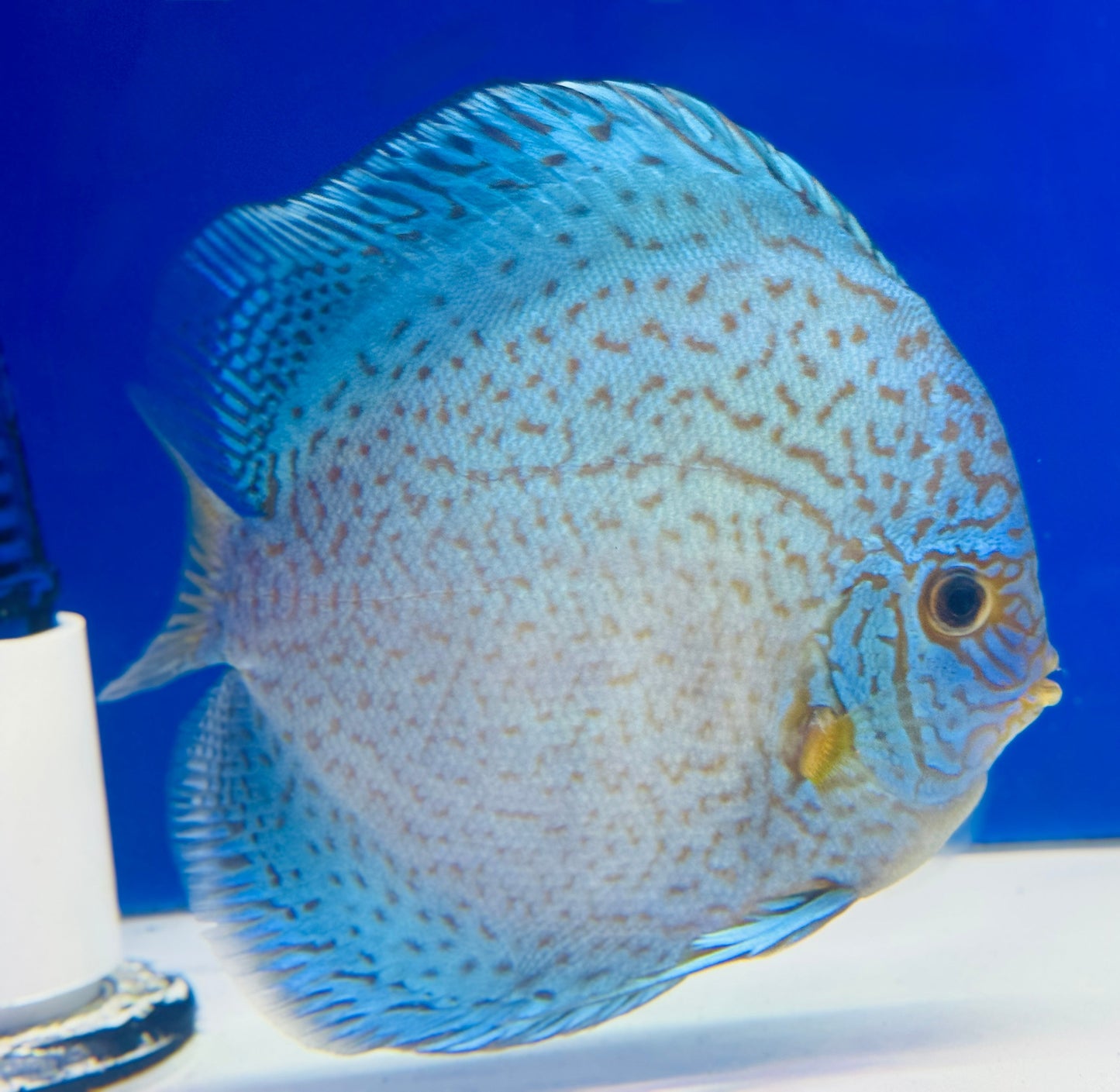 Royal Sapphire Premium Discus 6-6.5"